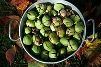 Juglans regia - walnuts in metal colander