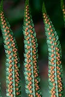 Polystichum munitum - Western sword fern