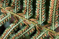Polystichum munitum - underside of fern leaf showing spores