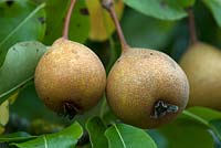 Pyrus communis pyraster 'Perry pear'