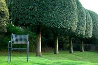 A row of Quercus ilex - evergreen oaks - topiarised