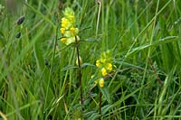 Rhinanthus minor - yellow rattle - in grassland