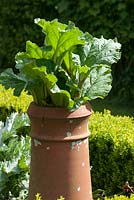Rhubarb forced in chimney pot