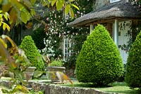 Front of house with thatched porch, Rosa 'Albertine' on house wall and 
Taxus baccata - yew - topiary and containers at entrance