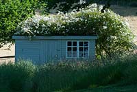 Rosa filipes 'Kiftsgate' on garden shed roof