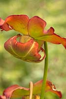 Sarracenia minor - hooded pitcher plant