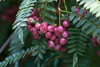 Sorbus pseudovilmornii - rowan - leaves and pink berries