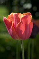 Tulipa 'Jimmy' - tulip