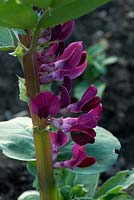 Vicia faba - Broad bean with crimson flowers