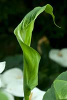 Zantedeschia aethiopica 'Green Goddess' - Arum lily 'Green Goddess' - Unfurling flower head