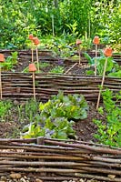 Mixed vegetable beds with celery and lettuces.