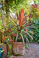 Terracotta container planted with Cordyline australis 'Red Star' and 
Fuchsia triphylla 'Gartenmeister Bonstedt'
