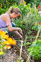 Woman planting lettuce plugs in raised beds in vegetable garden. 