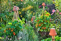 Beneficial planting with flowers and herbs in vegetable garden including Agastache rugosa 'Blue Fortune', Helichrysum italicum, Lavandula angustifolia, Tagetes patula and Trapaeolum majus.