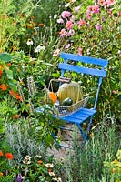 Harvested pumpkins and courgettes on a chair in rustic vegetable garden.