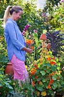 Woman picking edible nasturtium flowers, grown up tripod of canes in a potager garden