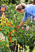 Woman picking ripe red fruits of Capsicum annuum - peppers in a potager with Trapaeolum majus - nasturtium, 
Echinacea 'White Swan' nearby