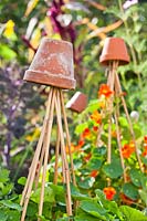Upturned terracotta pots on top of bamboo cane supports for Tropaeolum majus - nasturtium