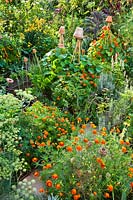 Raised beds in potager style with Tagetes patula - French marigolds
 in amongst vegetables