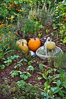 Harvested pumpkins in potager style garden. 
Planting includes French beans 'Berggold', Tagetes patula - French marigold,
 Lavandula angustifolia - English lavender, lettuces, kohlrabi, leeks and 
marjoram.