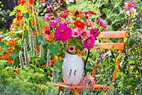 Jug of Zinnia flowers on a chair in flower bed