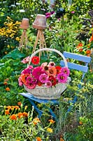 Wicker basket of Zinnia cut flowers on a chair in a colourful garden