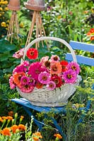 Wicker basket of Zinnia cut flowers on a chair in a garden