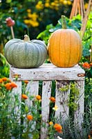 Pair of harvested pumpkins on upturned wooden crate