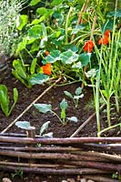 Kohlrabi seedlings in raised vegetable bed
