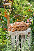 Harvested onions in wire trug on wooden crate 