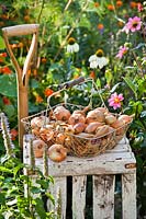 Harvested onions in a wire trug on a wooden crate in a garden