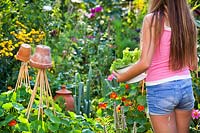 Person with colander of lettuce leaves standing in a potager style garden