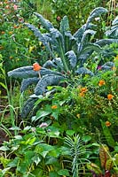Mixed vegetable bed includes French beans 'Berggold', kale 'Nero di Toscana', 
French marigolds and leeks.