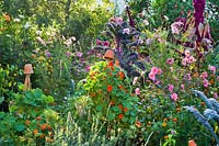 Companion planting in vegetable garden includes Tropaeolum majus - nasturtium, 
Tagetes patula - French marigolds, Dahlia merckii, Cosmos bipinnatus, 
Lavandula angustifolia - English lavender and Agastache 'Blue Fortune'.