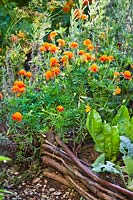 Tagetes patula - French marigolds