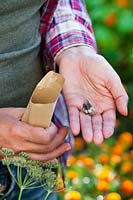 Woman collecting seeds from Tagetes patula - French marigolds.
