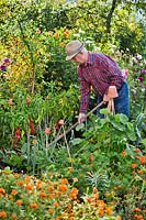 Man harvesting vegetables in organic vegetable garden.