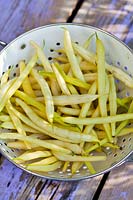 French beans 'Berggold' in colander