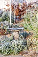 Bird bath in frozen garden surrounded by frosted shrubs.