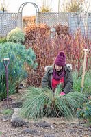 Woman parting foliage of large clump of Stipa gigantea for division.
