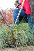 Woman using two garden forks to divide large clump of Stipa gigantea