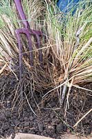 Using two garden forks to divide large clump of Stipa gigantea