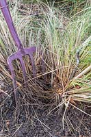 Using two garden forks to divide large clump of Stipa gigantea