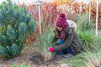 Woman replanting smaller clump of recently divided Stipa gigantea.