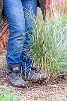 Woman using heel of foot to firm in recently replanted clump of Stipa gigantea.