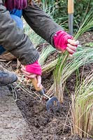 Woman planting small Stipa gigantea plants in trench.