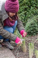 Woman trimming recently divided and replanted Stipa gigantea plants to reduce wind rock and aid root establishment.