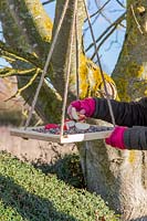 Woman adding cut pieces of apple onto wooden hanging bird feeding table.