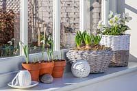 Windowsill with containers of flowering bulbs and perennials, including Galanthus - snowdrops, Hyacinthus and Helleborus - Hellebore.