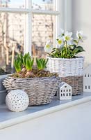 Windowsill with containers of flowering bulbs and perennials, including Hyacinthus - Hyacinth and Helleborus - Hellebore.